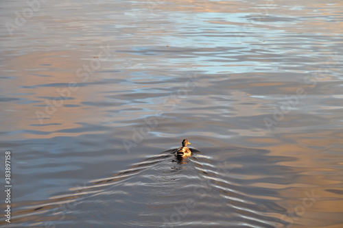 Foto Wild duck on Lake Onega