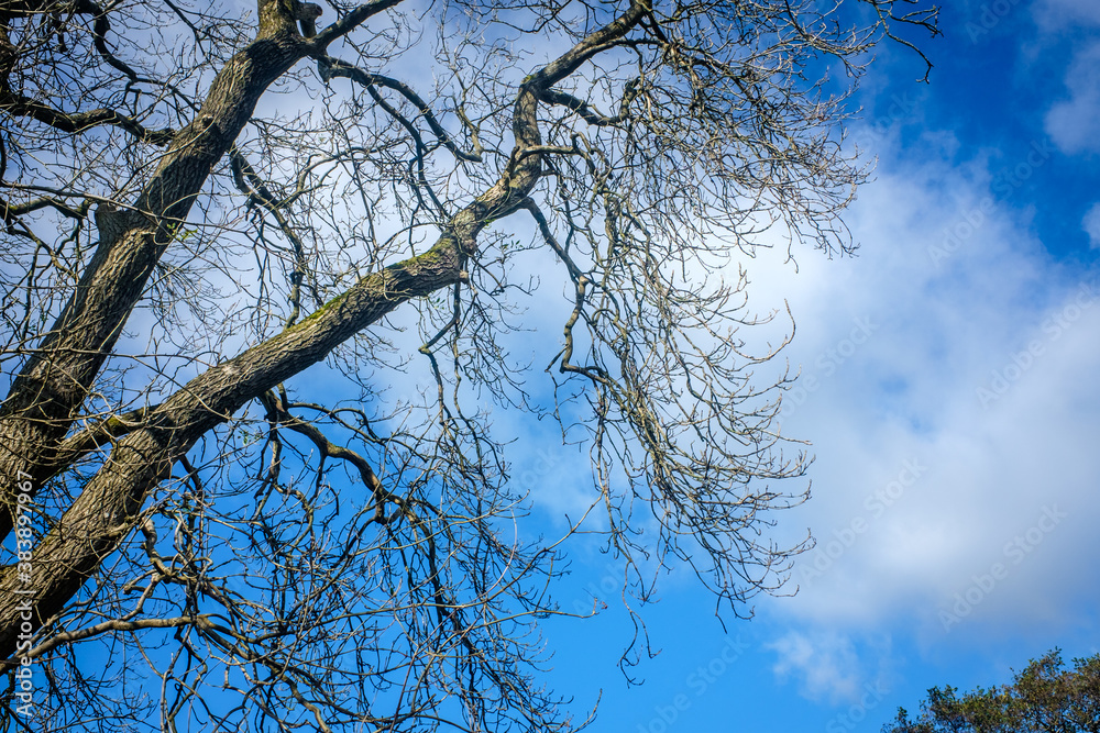 Treetop green foliage. Outdoor nature park landscape background. Treetop green foliage. Outdoor nature park landscape background.