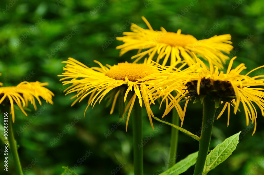 Blossoming Inula high ,Inula helenium in organic garden .Medicinal plant,homeopatic.Blurred background. Blossoming Inula high ,Inula helenium in organic garden .Medicinal plant,homeopatic.Blurred background.