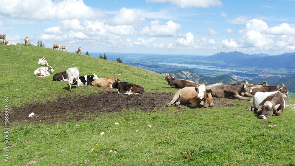 Kühe auf Alm am Breitenberg Pfronten