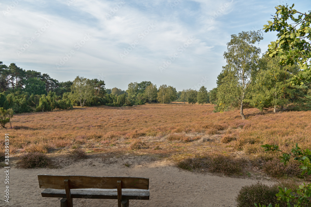Heidelandschaft Westruper Heide in Haltern am See, Nordrhein-Westfalen Heidelandschaft Westruper Heide in Haltern am See, Nordrhein-Westfalen