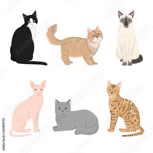 Cat different breeds set,vector Illustrations