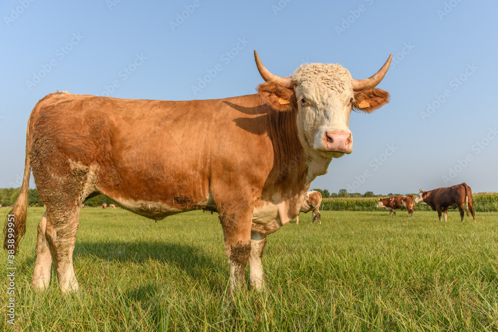 Cow feeding in a meadow during the summer in France.