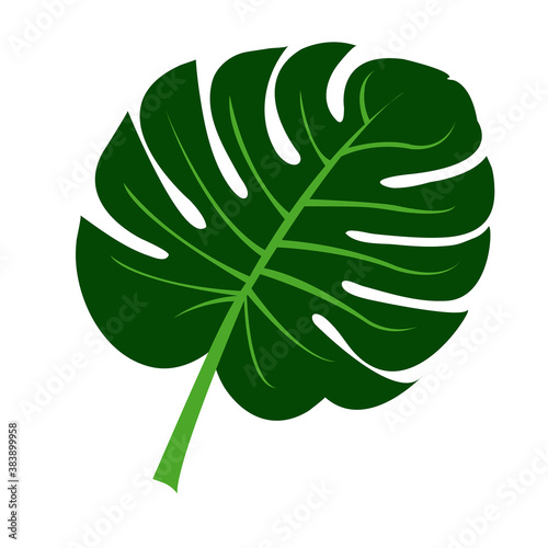Green Monstera leaves on a white background.Isolates