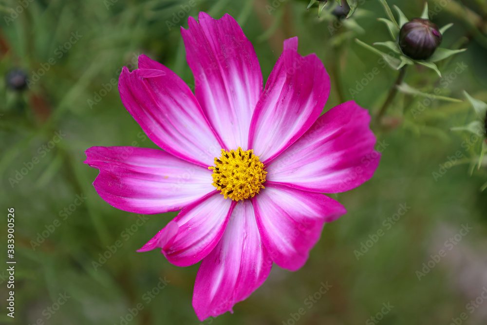 Beautiful purple cosmos flower on dark background Beautiful purple cosmos flower on dark background