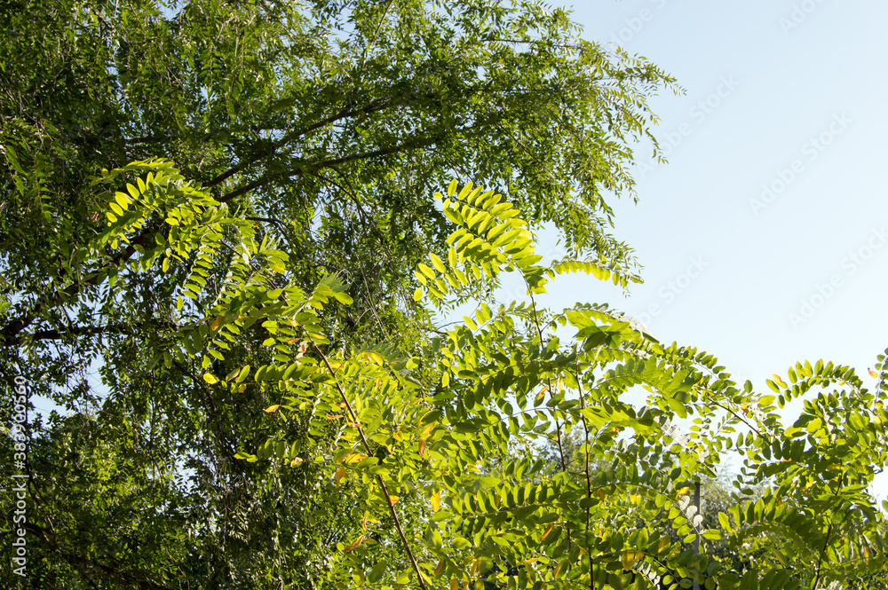 Fototapeta premium leaves on a branch