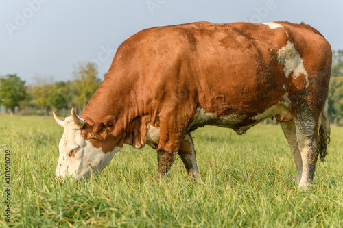 Cow feeding in a meadow during the summer in France.