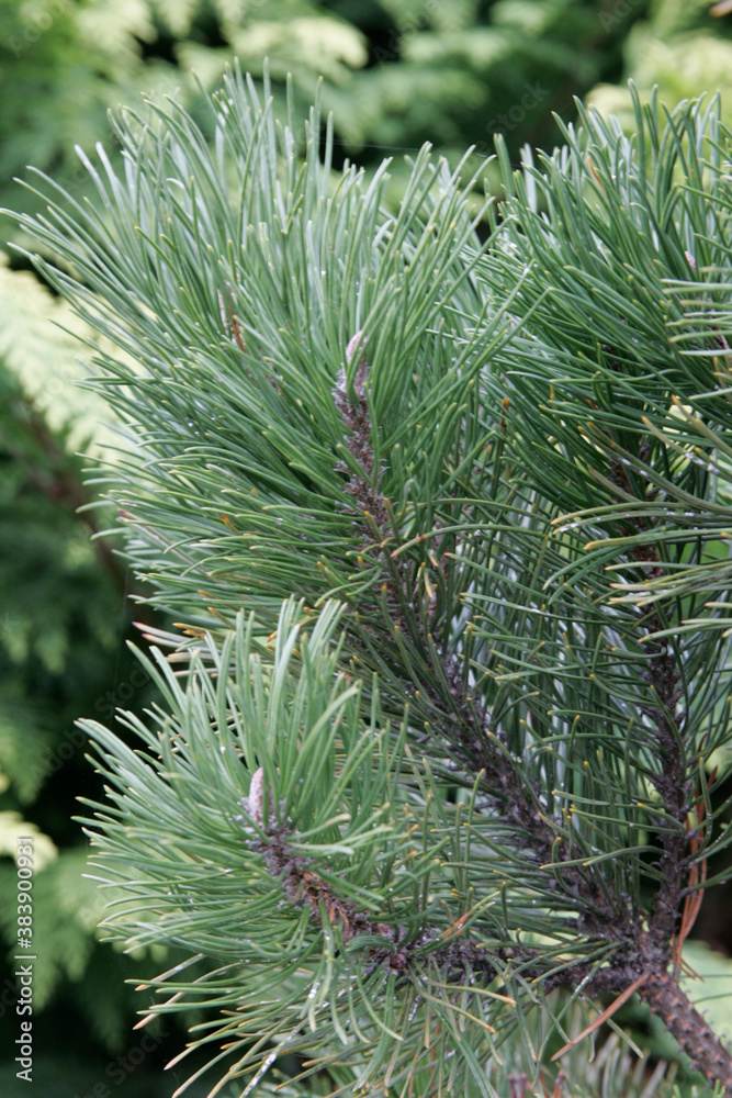 branches of a pine