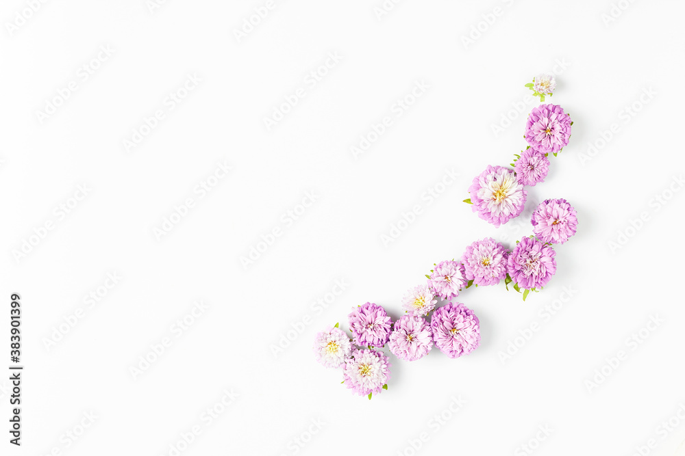 minimalistic flower arrangement on a white background. fresh pink asters, space for text
