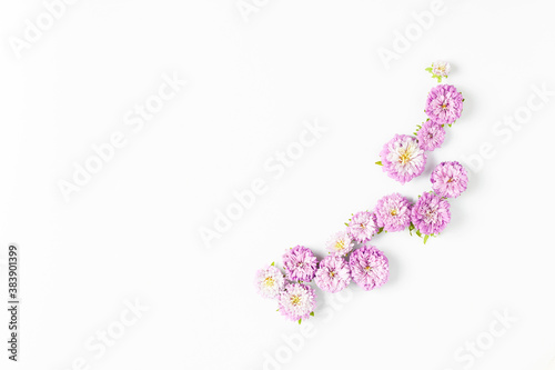 minimalistic flower arrangement on a white background. fresh pink asters, space for text