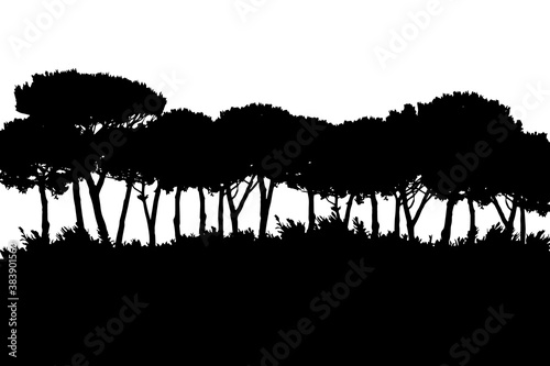 Safari forest  tree landscape isolated on the white background