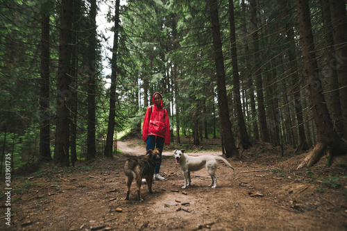 Female hiker in vivid red raincoat wearing her hood is walking in the mountain fir forest with two cheerful stray dogs looking at the camera. © bodnarphoto
