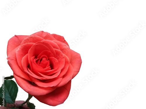 Blooming coral roses on a white background