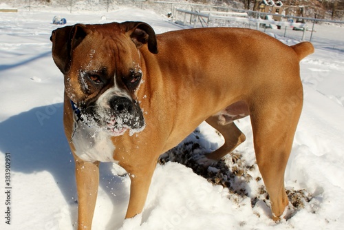 dog in snow © joann 