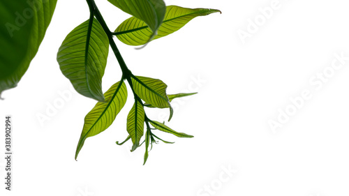 Image of leaves on a white background