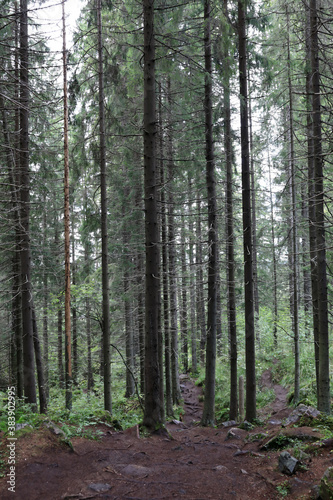 Landscape of pine forest © Arkady Chubykin