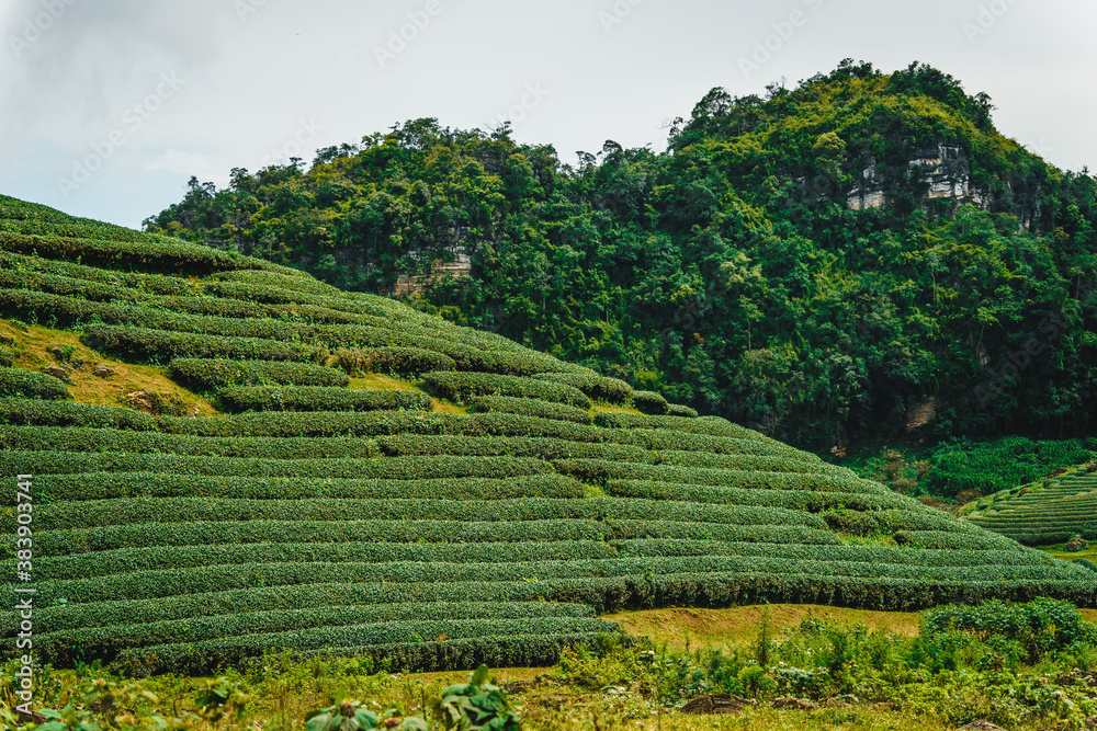 Obraz premium Terrace green tea fileds in Moc Chau Highland, Son La province, Vietnam.