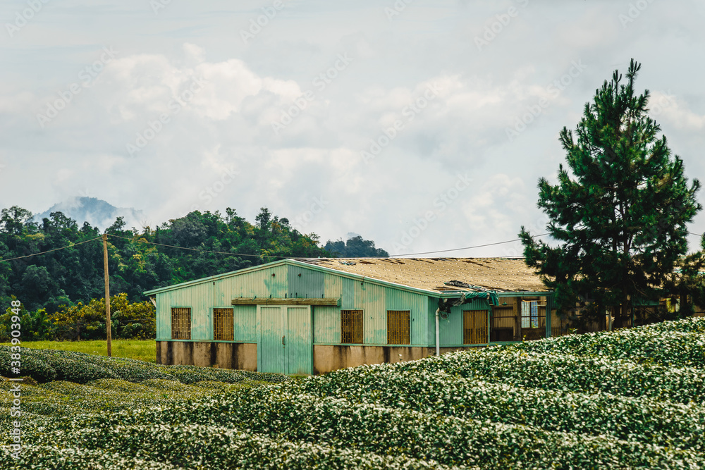 Terrace green tea fileds in Moc Chau Highland, Son La province, Vietnam. Terrace green tea fileds in Moc Chau Highland, Son La province, Vietnam.