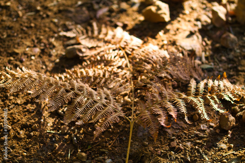 dry ferns in the spanish forest