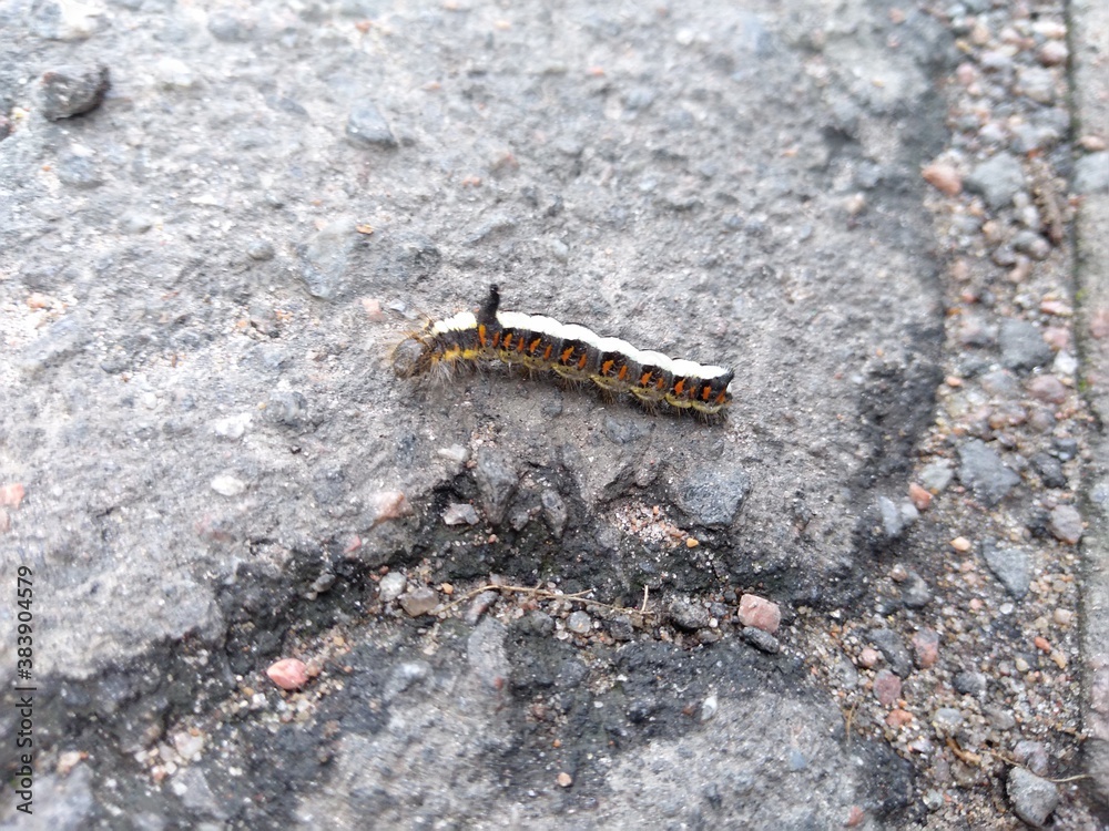 caterpillar on a leaf caterpillar on a leaf