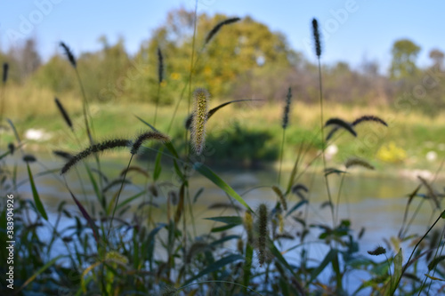 close up of wild plants by the adda river in lombardy