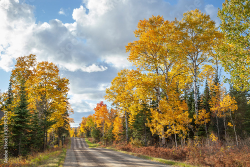 Trees in autumn color along a dirt road in northern Minnesota