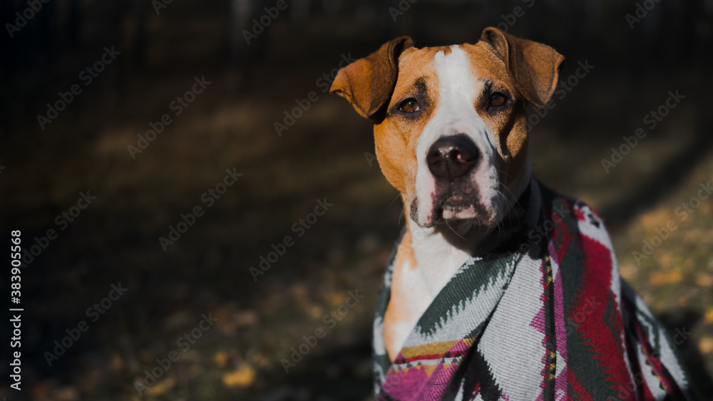Beautiful dog in a blanket outdoors, autumn nature scene. Dog sits in the forest, cold and chilly seasonal concept
