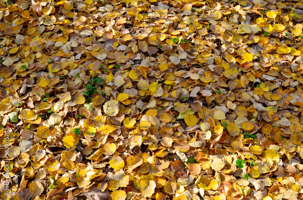 Fallen yellow leaves on the ground. Autumn maple leaf background. Dress warmer, go walking, the weather is cold Fallen yellow leaves on the ground. Autumn maple leaf background. Dress warmer, go walking, the weather is cold