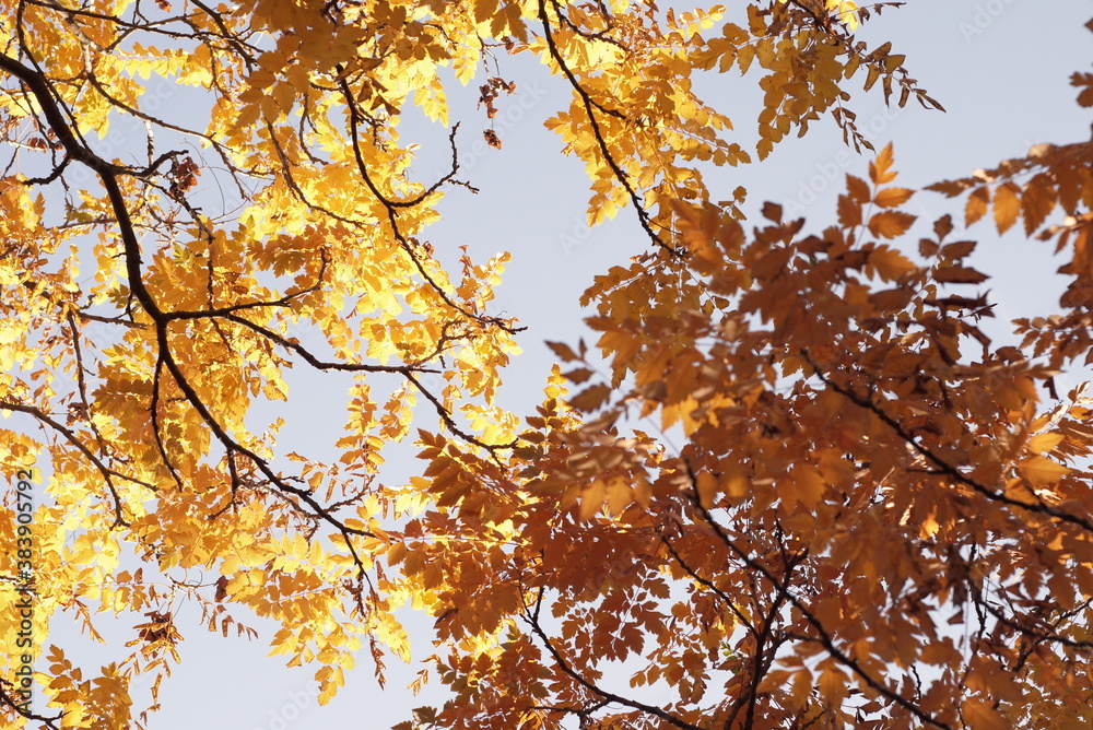 Tree blanches with yellow leaves against the sky. Autumn specifics. Tree blanches with yellow and red leaves.
