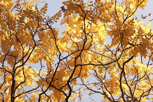 Tree blanches with yellow leaves against the sky. Autumn specifics. Tree blanches with yellow and red leaves.