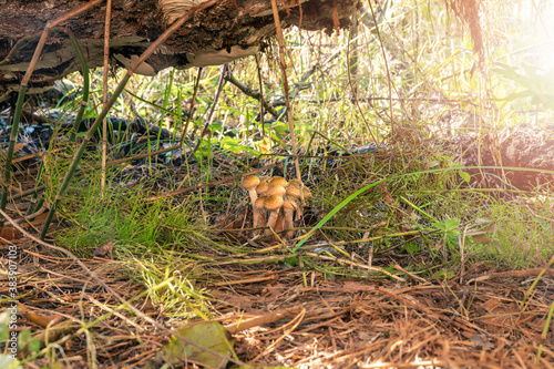 Edible forest mushrooms Honey mushrooms under a fallen birch. © kobzev3179