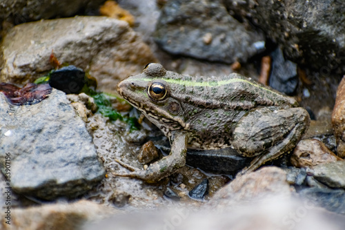 Colorful green frog with expressive eyes, sitting among rocks and vegetation. Inhabitant of rivers and swamps with blooming water and plants. Bubble amphibian animal