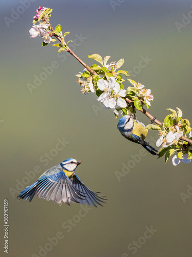 Eurasian Blue Tit (Cyanistes caeruleus) breeding pair flying in blooming apple tree, Hesse, Germany photo