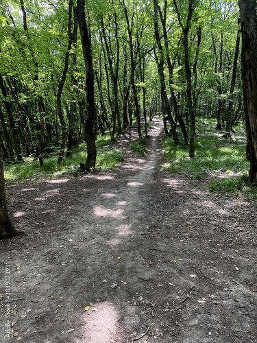 forest road trees deciduous summer
