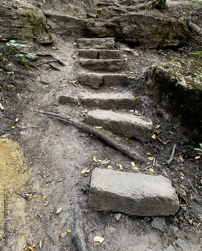 forest nature forest wild