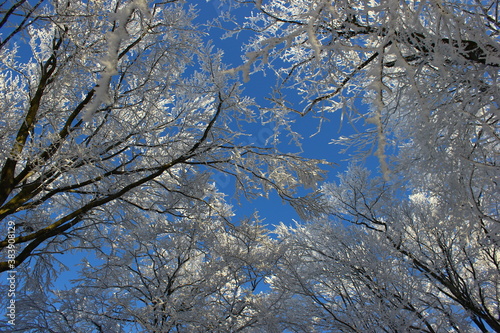 Snowy trees in a snowy forest, view of snowy treetops, white nature blanket and white duvet in the meadow