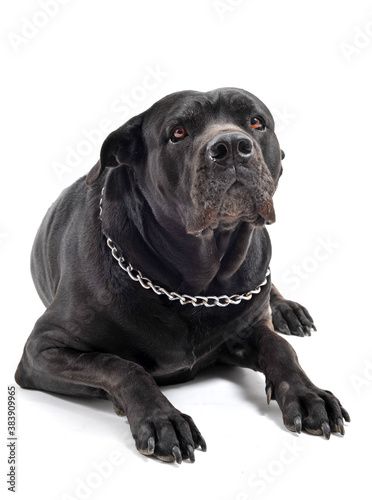 italian mastiff photo