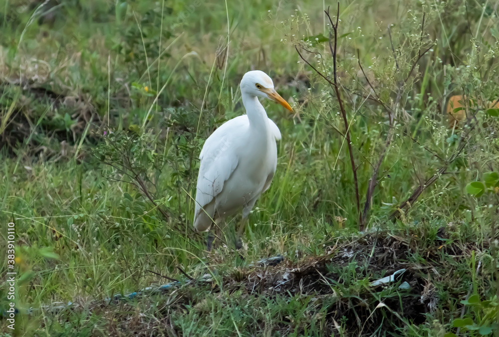 Indian egret white bird nature photography Indian egret white bird nature photography