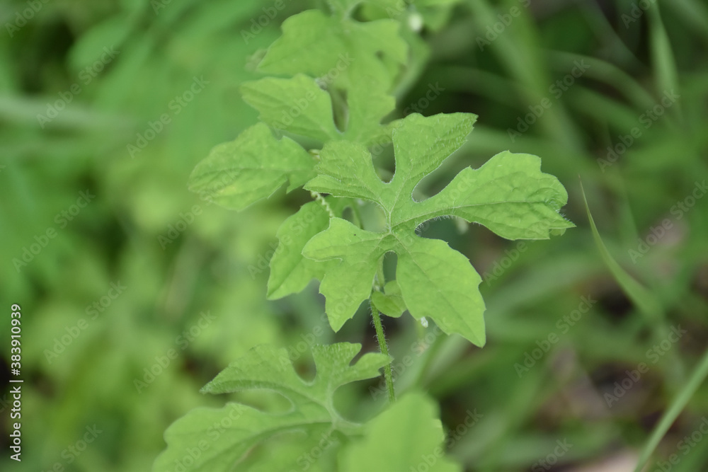 Bitter melon or bitter gourd, natural herb for healthcare. Bitter melon or bitter gourd, natural herb for healthcare.