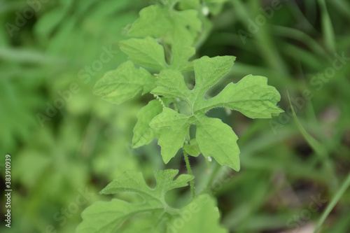 Wallpaper Mural Bitter melon or bitter gourd, natural herb for healthcare. Torontodigital.ca