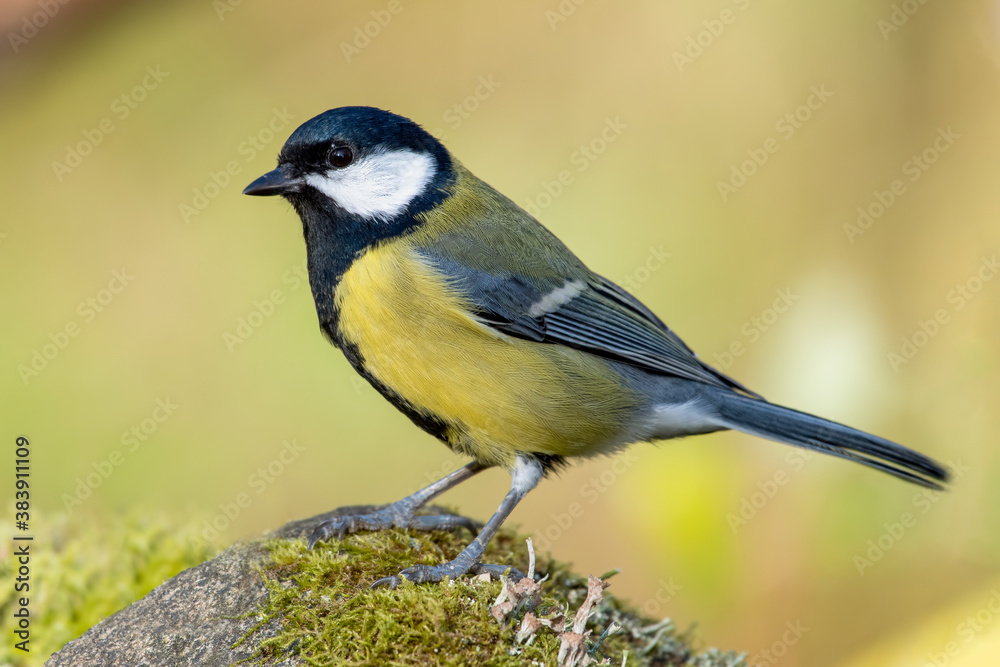 Fototapeta premium Great tit