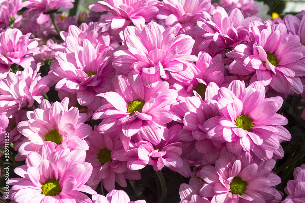 Bright blooming light purple chrysanthemums