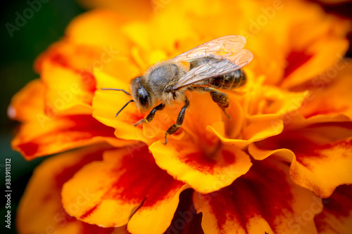 Honey bee on orange marigolds flower. Macro close-up shot.