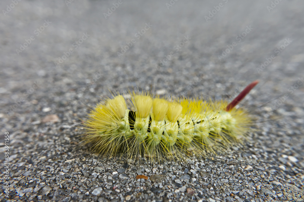 calliteara pudibunda on concrete ground calliteara pudibunda on concrete ground