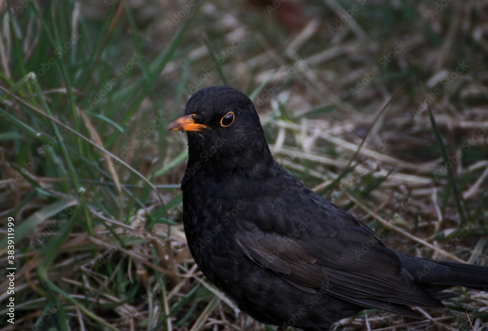 blackbird in the grass close-up blackbird in the grass close-up