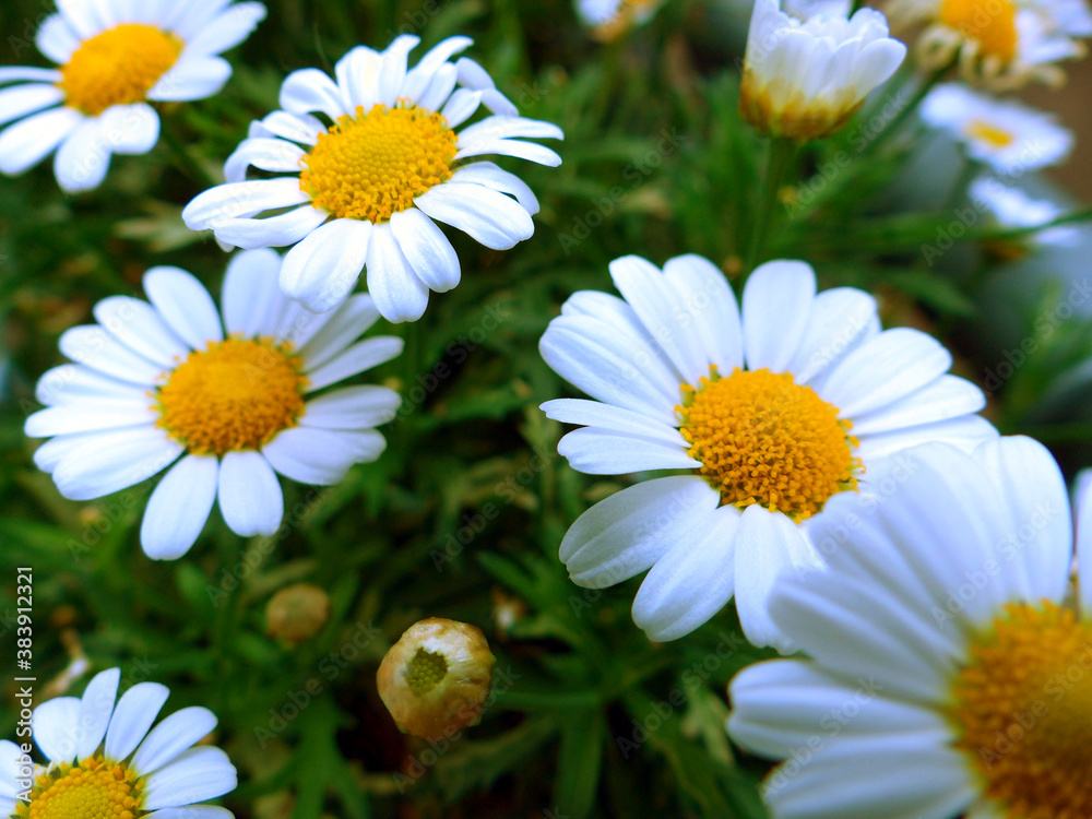 Daisy Daisy