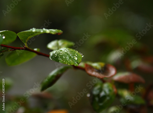 Green wet leaves of a shrub with transparent drops after october rainfall. Brown thin branch. Red leaves. Blurred background. Autumn weather.