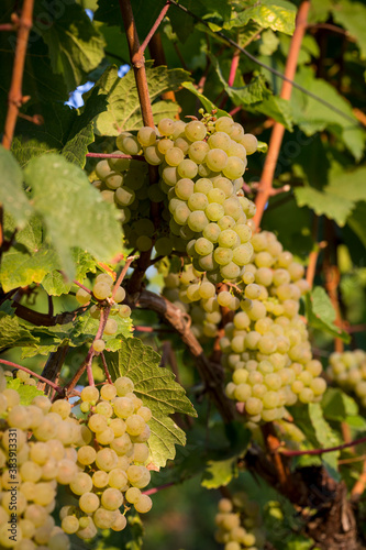 Wallpaper Mural Ripe Riesling Grapes On The Vine In The German Rhine River Wine Region  Torontodigital.ca