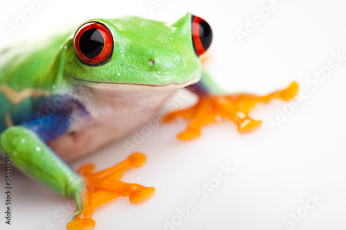 Red eyed tree frog photo