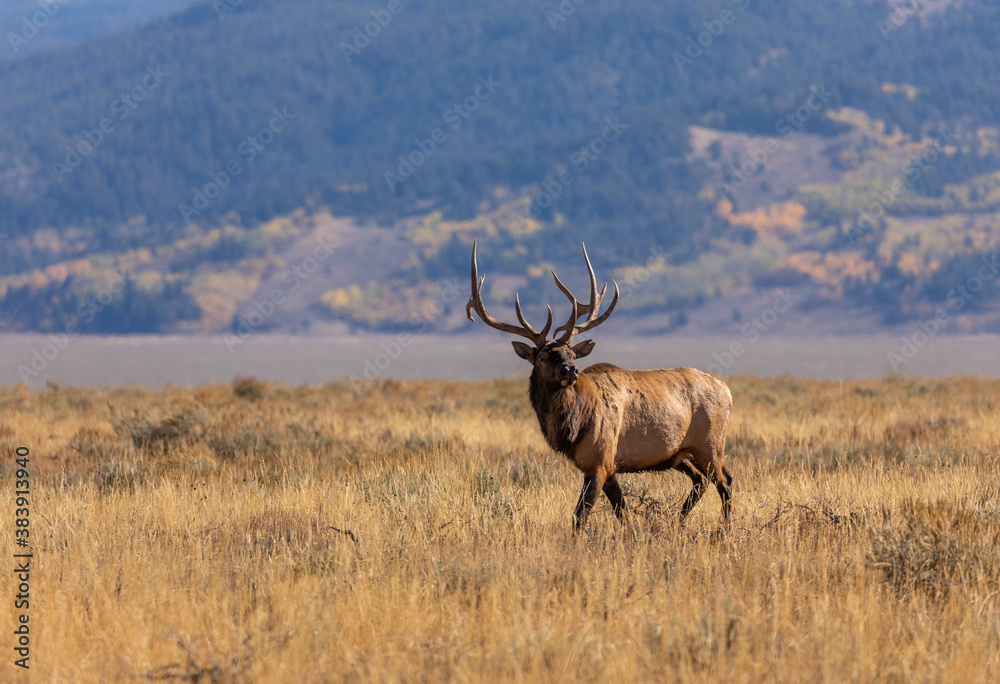 Bull Elk in Autumn in Wyoming